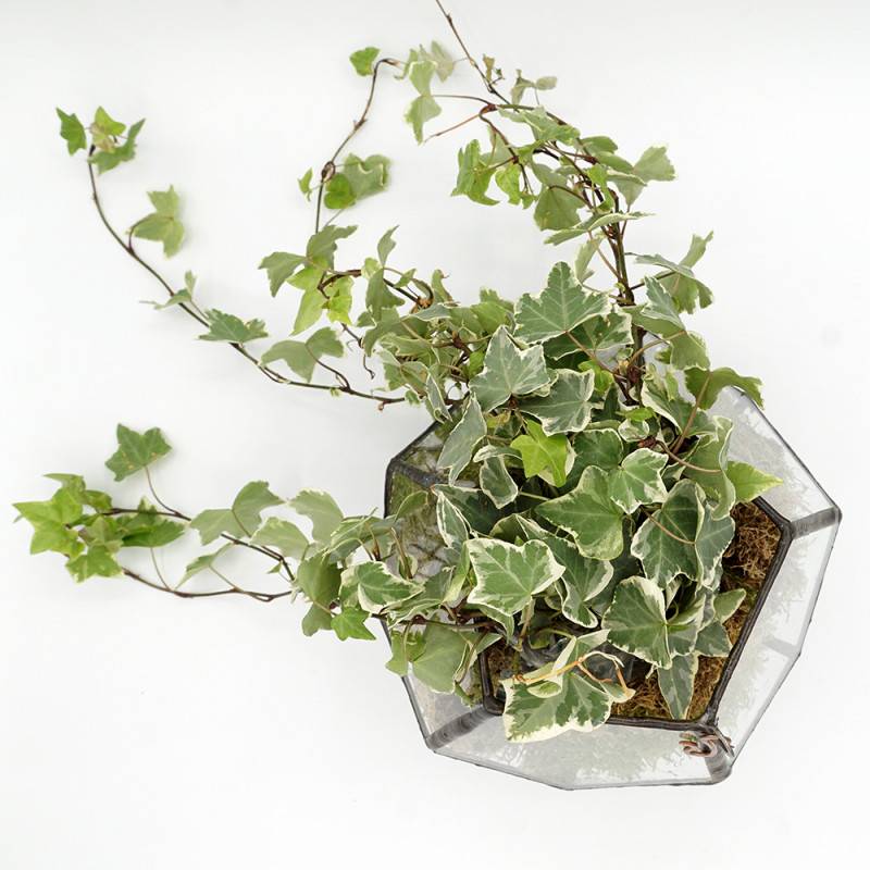 Serra dodecaedro Serra dodecaedro