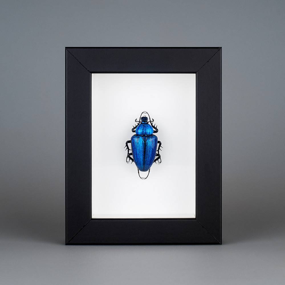 "Cetonia aurata" (一种甲虫，蓝色)