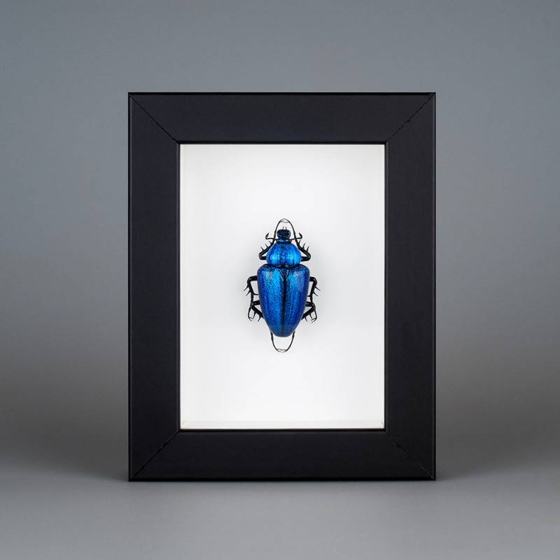 Cetonia aurata (bleu)