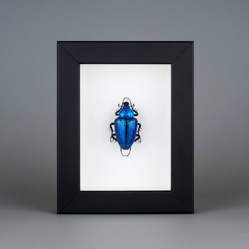 "Cetonia aurata" (一种甲虫，蓝色)