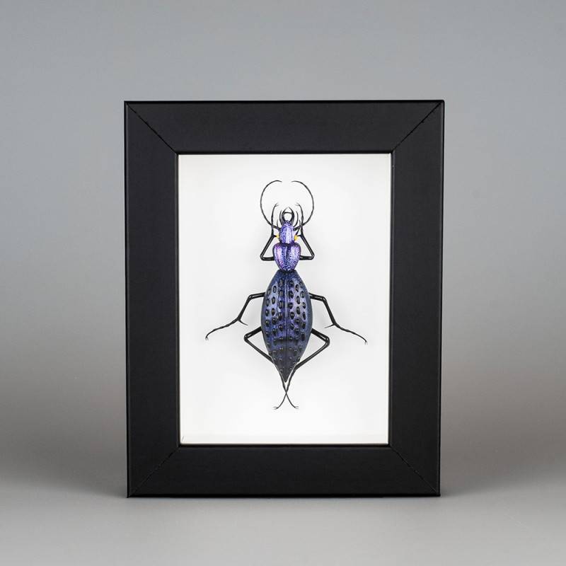 Coptolabrus augustus (一种甲虫，紫色)