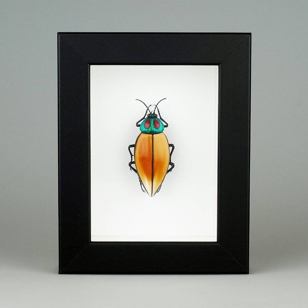 Calodema regalis (Калодема)