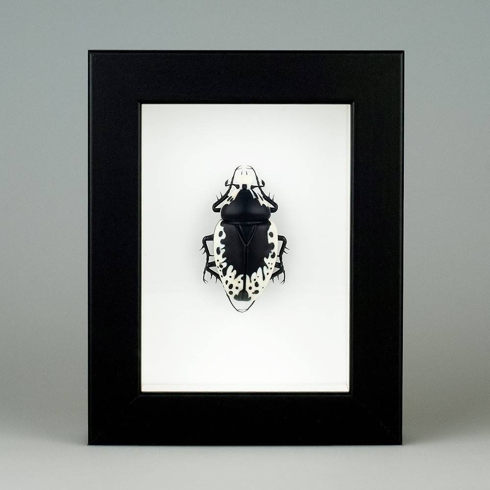 Гимнетис тула